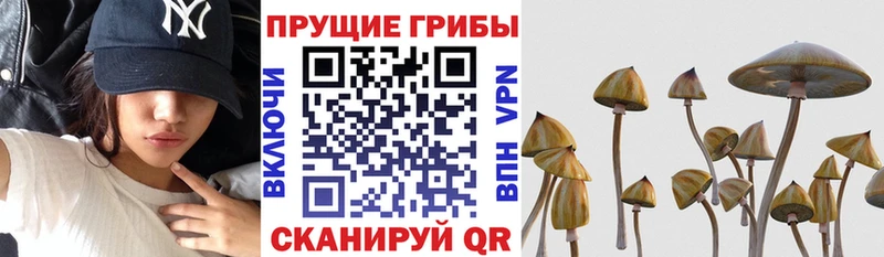 купить наркотики цена  Харабали  Псилоцибиновые грибы Cubensis 